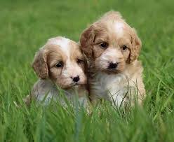 Greenville sc, convenient to charlotte nc. 4 Best Cavapoo Breeders In North Carolina 2021 We Love Doodles