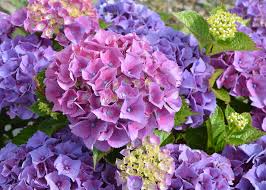The limelight we had was trimmed every year. Hydrangea Varieties For Every Garden Old Farmer S Almanac