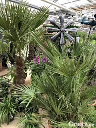 Please detail your project projet@patrickblanc.com. Der Traum Vom Palmen Hain Im Garten Mit Diesen Tipps Wird Er Wahr Onetz