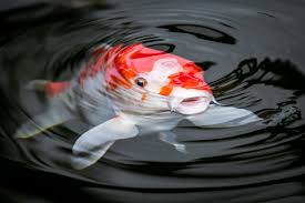 Margherita cole | my modern met Learn How To Draw Koi Fish With This Easy Step By Step Guide