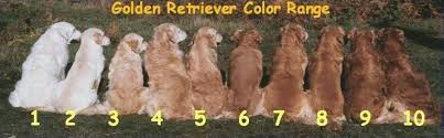 Look here to find a golden retriever breeder who may have puppies for sale or a male dog available for stud service. Dark Red Golden Retriever Puppies For Sale Near Me Petfinder