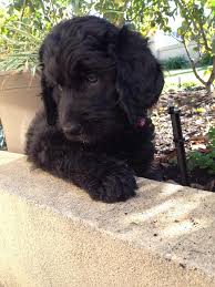 Check spelling or type a new query. Evie The Floodle 9 Weeks Old