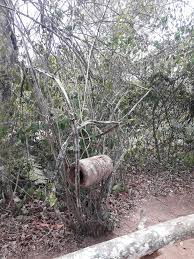 Image result for Vitellariopsis kirkii