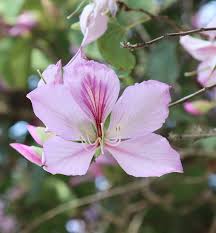 Image result for Bauhinia variegata