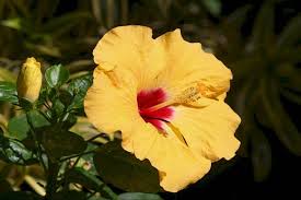 Warna ini mewakilai perasaan yang sedang gembira dan bahagia. 10 Tanaman Hias Bunga Warna Kuning Yang Cocok Ditanam Di Rumah