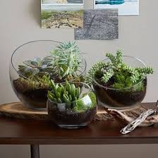 West Elm Semi Circle Terrarium Large Terrarium De Plantes Grasses Idees Terrariums Terrarium Bocaux