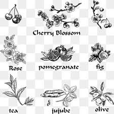 Cherry Blossom Rose Fig Pomegranate Tea Jujube Olive Cherry Blossom Rose Fig Png And Vector With Transparent Background For Free Download Cherry Blossom Vector Cherry Blossom Pomegranate