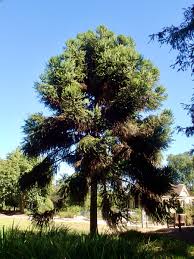 Image result for Araucaria bidwillii