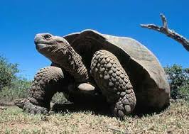 Image result for Megalochlamys