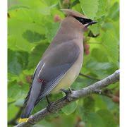 Black Bird With White Tipped Wings And Tail Cedar Waxwing Such A Pretty Bird It Is So Smooth And Soft Looking The Feathers Must Be Very Fine Then Cedar Waxwing Beautiful Birds Most Beautiful Birds
