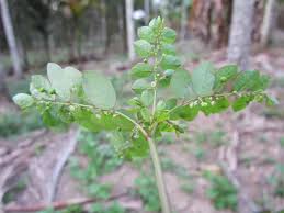 Image result for Phyllanthus martinii