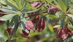 Image result for Helinus spartioides