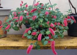 Gambar lebah madu dan kain batik. Acalypha Reptans Red Cat S Tail Tanaman Hias Berbunga Unik Seperti Ekor Kucing Planter And Forester