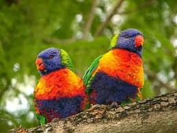 Colorful Papaganlar Papagan Kus