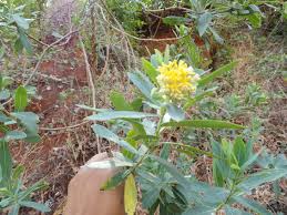 Image result for Gnidia involucrata