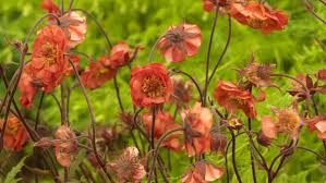 Flower names lily, violet, daisy, and rose rank among the top names for girls in the us and are popular internationally as well. Eight Great Plants And Flowers For The May Garden