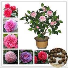 3x Camellia Flower Seeds Local Ready Stocks Shopee Malaysia