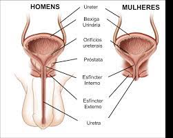 infeccao urinaria de repeticao urologica centro de excelencia em urologia