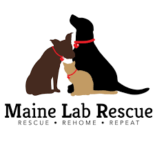 Find puppies in your area and helpful tips and info. Pets For Adoption At Maine Lab Rescue In Windham Me Petfinder