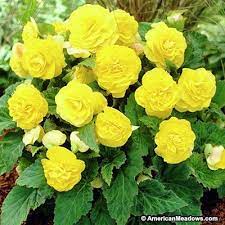 Yellow Tuberous Begonia American Meadows Tuberous Begonia Begonia Showy Flowers