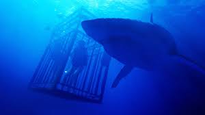 May 20, 2019 · thanks to discoveries made during a recent expedition, the world's largest cave, vietnam's son doong, appears to be even bigger than previously thought. 47 Meters Down 2017 Movie Review Alternate Ending