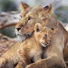 How Would You Caption This Follow Us Lion Loverss Like For Your Daily Pictures And Videos Lion Lions Lio Animals Animals Beautiful Cute Lion