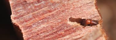 Image result for Ophrestia radicosa