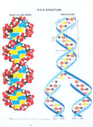 Science Charts Shree Prabha Educational Aids Wholesale