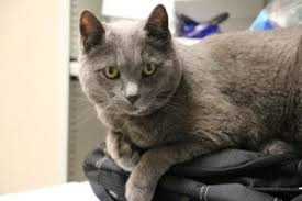 But what really sets this food apart is something that's not on the. The Best Cat Food For Hyperthyroidism Our Top Picks