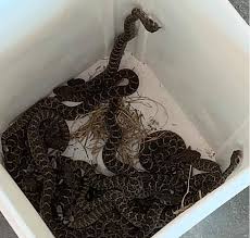 Check spelling or type a new query. Texas Police Called To Remove Rattlesnake 16 Babies From Electric Company S Work Area