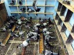 Bird flu viruses have been isolated from more than 100 species of wild birds and is endemic in many aquatic wild bird. 190 Pigeons Dead In Ahmedabad Bird Flu Suspected Ahmedabad News Times Of India