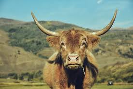 Ch 3: Maryland Creek Ranch