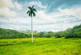 The valley has an area of 132 km2 (51 sq mi) and is located in the sierra de los órganos mountains (part of guaniguanico. Things To Do In Vinales Cuba Passporter Blog