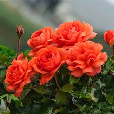 Check spelling or type a new query. Above All Climbing Rose Buy Roses Spring Hill Nurseries