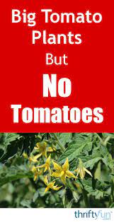 Tomatoes cannot set fruit above 85 degrees because the pollen isn't viable in the heat (it's. Big Tomato Plants But No Tomatoes Thriftyfun