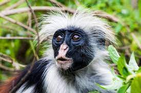 Red Colobus Monkey Red Colobuses Are Old World Monkeys Of The Subgenus Piliocol Ad Colobuses World Monkeys Animals Of The World Nature Images Animals