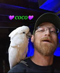 Lost white cockatoo in Middleburg, FL