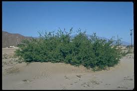 Image result for Prosopis glandulosa
