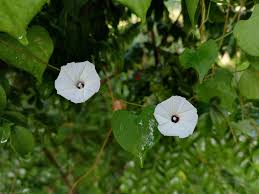 Image result for Ipomoea obscura