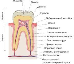 Bolit Zub Posle Plombirovaniya Bolit Zub Pri Nakusyvanii Esteticheskaya Stomatologiya Deva Dent V Moskve