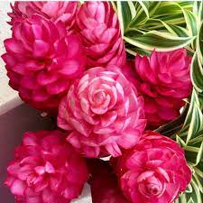 Pin On Wedding Flowers