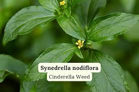 Image result for Synedrella nodiflora