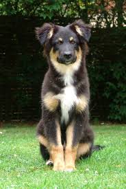 All Black Australian Shepherd Puppy All Australian Shepherds All The Time Photo Australian Shepherd Australian Shepherd Dogs Dogs