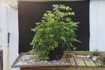 It's a single japanese maple in three stages of it's annual migration through the seasons. Ryusen Weeping Japanese Maple Bonsai Nut