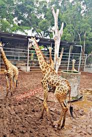 giraffes are completely tranquil giraffe animals