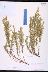 Image result for Landolphia glabra