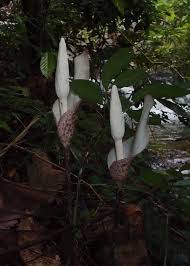 Image result for Gonatopus clavatus