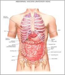 Quiz yourself on 10 major organ systems. Diagram Of Male Internal Organs Male Reproductive System Anatomy And Supply Kenhub Classic Music