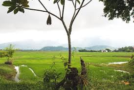 .tempat makan yang best yang terdapat di sekitar langkawi yang kami dah cuba sendiri dan juga cadangan dari mereka yang sudah berkunjung ke langkawi. Tempat Makan Best Di Langkawi Yang Unik Untuk Dicuba