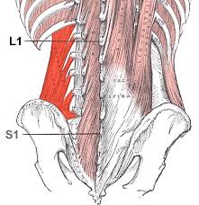 The muscles of the back can be divided in three main groups acc. Quadratus Lumborum Muscle Wikipedia